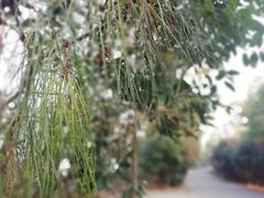 -雨花胜境