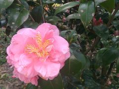 -中国科学院华南植物园