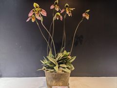 -北京植物园-展览温室