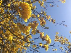 景点-天适樱花悠乐园