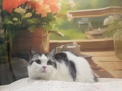 -爱洗澡的猫(望京店)