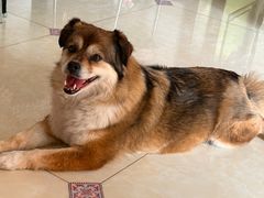 -久久宠物(河东万达店)