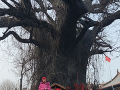 -大槐树寻根祭祖园