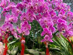 -双季花艺园艺市场(浦东店)