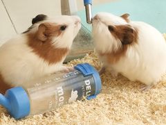 -怪兽屋·羊驼·猫咖·狗咖(俊华广场店)