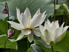 -四海公园(南山区)