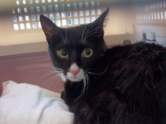 -博特宠物医院24h犬猫全科.骨科·异宠