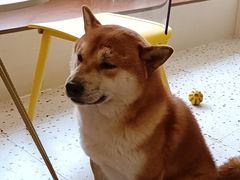 -喜柴咖啡·柴犬狗咖