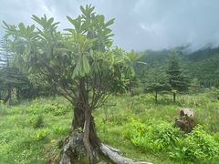 -硗碛藏寨·神木垒景区