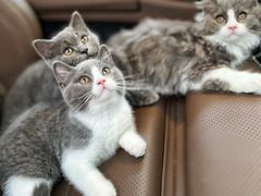 -中农国际动物医院24小时·猫科·骨科·急重症中心