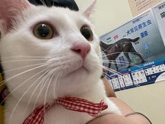 -瑞派康怡24h宠物医院·犬猫医疗中心·微创绝育(瑞景分院)