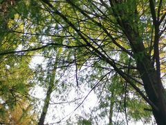 -成都市活水公园