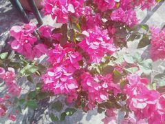 -观澜湖生态运动公社