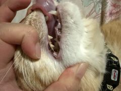 -爱派特动物医院·全科诊疗中心