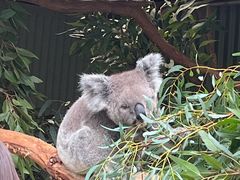 -费瑟代尔野生动物园