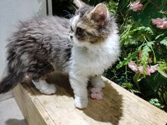 -猫小院猫主题餐厅(三里屯店)