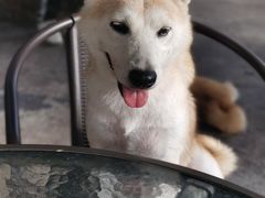 -柴犬高等学院·狗咖·柴犬售卖·宠物训练