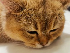 -飞行喵MR PILOT|猫舍·猫咖(静安大融城店)
