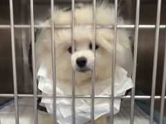 -博特宠物医院24h犬猫全科.骨科·异宠