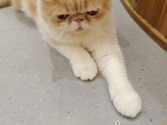 -飞行喵MR PILOT|猫舍·猫咖(静安大融城店)