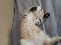 -小猫来了·猫舍(红山六九七九店)