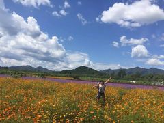 -北京东方普罗旺斯薰衣草庄园