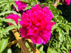 -莲池书院博物馆