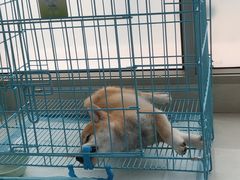 -翊宠yipet猫狗购宠庄园犬舍•猫舍