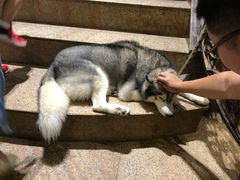 -more than meow吴止猫主题餐厅(承德 中船汇店)