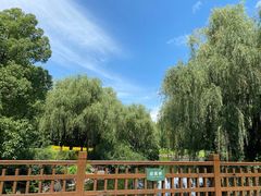 -上海滨江森林公园