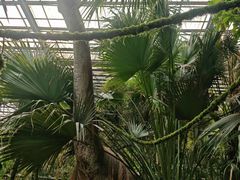 -呀路古热带植物园