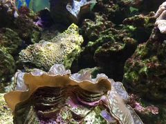 -御唐府海珊瑚主题餐厅