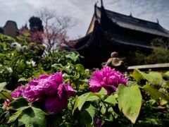 -龙华寺