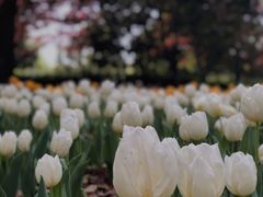-上海鲜花港