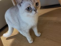 -猫腻·猫咖·撸猫馆(星光大道店)