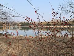 -大兴滨河森林公园