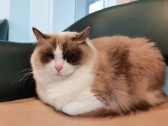 -遇见羊驼·奶狗咖·布偶猫咖·法斗柯基柴犬阿拉斯加(春熙路太古里IFS店)