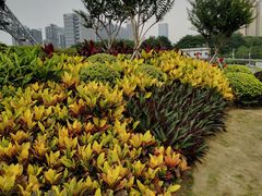 -文华公园(禅城区)