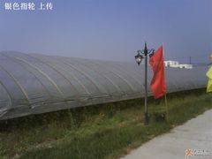 里边种的西红柿-西瓜小镇