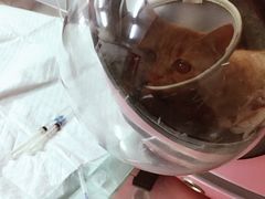 -爱侣宠医·鹦鹉专科·小型哺乳类·异宠专科(灵石路店)