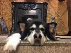 -more than meow吴止猫主题餐厅(承德 中船汇店)