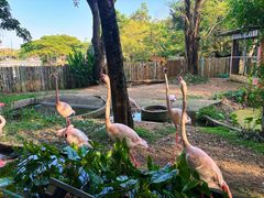 -清迈夜间动物园