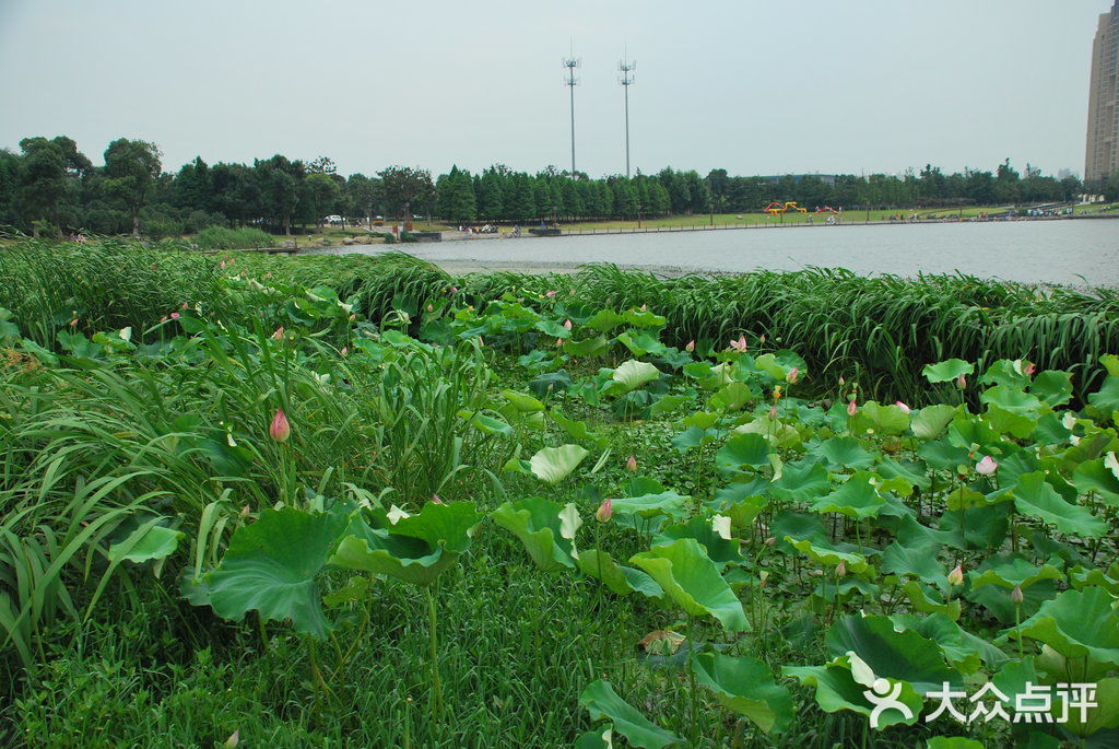 東沙湖生態公園圖片