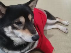 -逗柴咖啡屋·狗咖猫咖宠物桌游