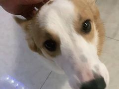 -艾贝尔宠物医院·24H转诊中心·肿瘤猫专科(江宁双龙店)