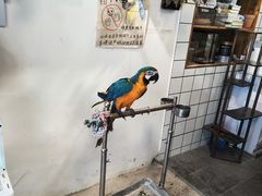 -吉丁鸟咖·异宠·寄养