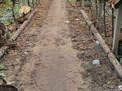 -马陆小张葡萄园农家乐