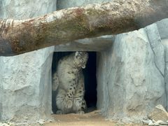 -青藏高原野生动物园