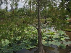 -中国科学院西双版纳热带植物园