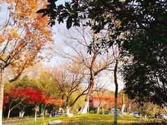 -紫金山天文台